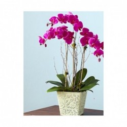 Orquidea Tebas