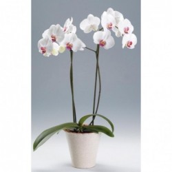 Orquídea Alcázar